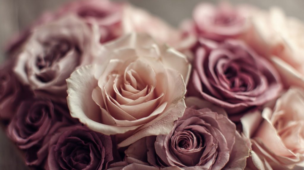Image of pink roses